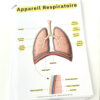 Planche d’anatomie pour auxiliaires de puériculture : schéma de l’appareil respiratoire avec légendes (trachée, bronches, plèvre, poumons, diaphragme).