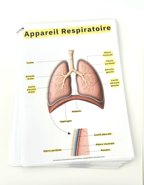 kit-anatomie-appareil-respiratoire-ap Planche d’anatomie pour auxiliaires de puériculture : schéma de l’appareil respiratoire avec légendes (trachée, bronches, plèvre, poumons, diaphragme).