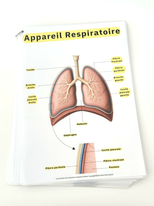 Planche d’anatomie pour auxiliaires de puériculture : schéma de l’appareil respiratoire avec légendes (trachée, bronches, plèvre, poumons, diaphragme).